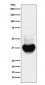 BST2 Antibody